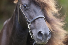 Caballo-Asturcón-retrato