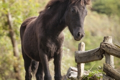 1_Potrillo-Asturcón-1