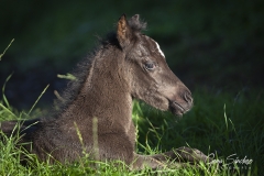 1_Potrillo-Asturcón