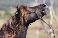 Asturcón-caballo-relincha