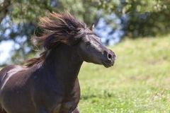 Asturcón corriendo 01