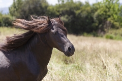 Asturcón corriendo 02