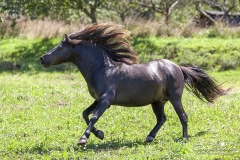 Asturcón corriendo