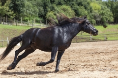 Asturcón corriendo r