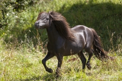 Asturcón corriendo