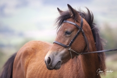 Asturcón-retrato-01