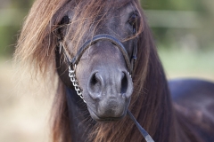 Asturcón-retrato-caballo