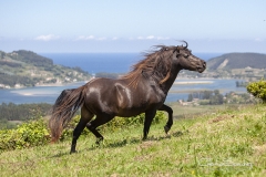 Caballo Asturcón