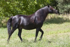 Caballo Asturcón 01