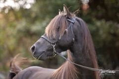 Caballo-Asturcón-03