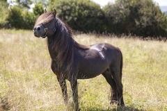 Caballo Asturcón 04