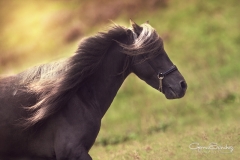 Caballo Asturcón 04