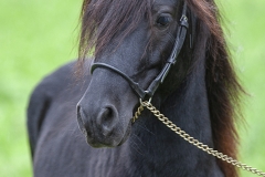 Caballo Asturcón 04