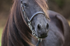 Caballo-Asturcón-06