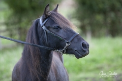 Caballo-Asturcón-07