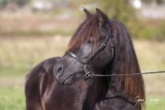 Caballo-Asturcón-08