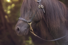 Caballo Asturcón retrato
