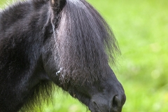 Caballo Asturcón retrato