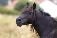 Caballo asturcón 01