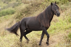 Caballo asturcón 03