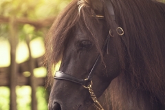 Cabeza de caballo Asturcón