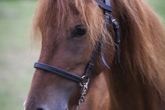 Cabllo-Asturcón-01