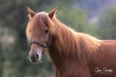 Cabllo-Asturcón-02