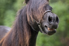 Expresión-de-Asturcón