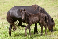 Potrillo Asturcón y yegua