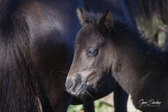 Potrillo-con-su-madre