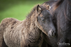 Potrillo de Asturcón