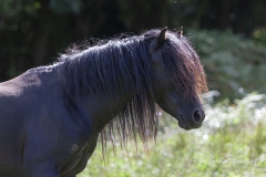 Retrato caballo Asturcón
