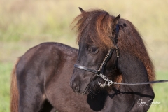 Retrato-caballo-Asturcón