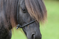 Retrato caballo asturcón