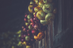 Cebollas-cosecha-horreo