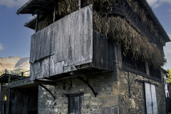 Cosecha-de-fabes-en-el-horrreo