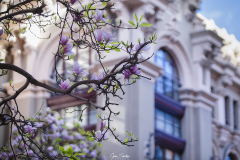 1_Magnolias-en-Aviles