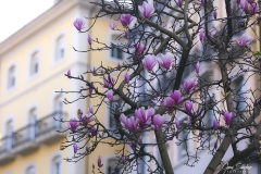 Aviles-y-sus-magnolias