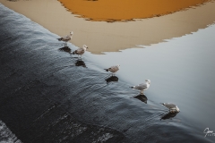 Gaviotas-en-la-ria-de-Aviles