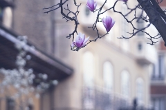 Magnolias-en-Aviles
