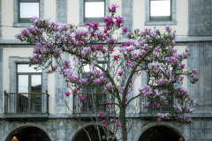 Magnolio-en-Aviles