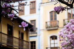 Magnolios-de-la-calle-del-Sol
