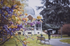 Primavera-en-Aviles