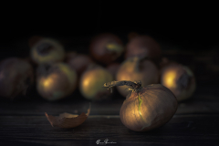 Cebolla-y-sus-congeneres