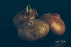 Cebollas-02