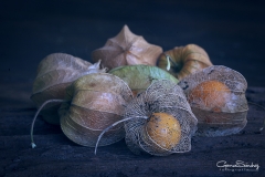 Physalis bodegón