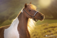 Caballo miniatura de Magicequus