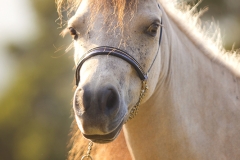Caballo retrato 01