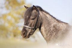 Caballo retrato 02