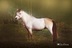 Caballo